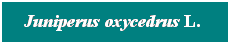 Cuadro de texto: Juniperus oxycedrus L.&nbsp; 
