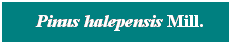 Cuadro de texto: &nbsp; Pinus halepensis Mill.
