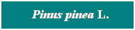 Cuadro de texto: &nbsp; Pinus pinea L.
