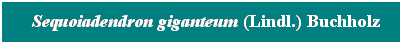 Cuadro de texto: &nbsp; Sequoiadendron giganteum (Lindl.) Buchholz
