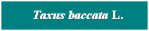 Cuadro de texto: &nbsp; Taxus baccata L. 
