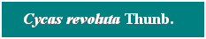 Cuadro de texto: Cycas revoluta Thunb. &nbsp; 
