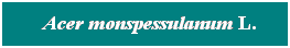 Cuadro de texto: &nbsp; Acer monspessulanum L.
