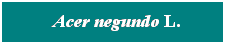 Cuadro de texto: &nbsp; Acer negundo L.
