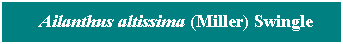 Cuadro de texto: &nbsp; Ailanthus altissima (Miller) Swingle
