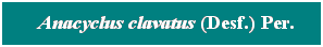 Cuadro de texto: &nbsp; Anacyclus clavatus (Desf.) Per.
