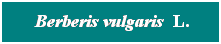 Cuadro de texto: &nbsp;Berberis vulgaris&nbsp; L.
