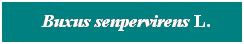 Cuadro de texto: &nbsp; Buxus senpervirens L.
