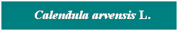Cuadro de texto: &nbsp; Calendula arvensis L.
