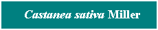 Cuadro de texto: &nbsp; Castanea sativa Miller
