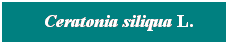 Cuadro de texto: &nbsp; Ceratonia siliqua L.
