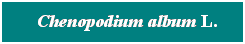 Cuadro de texto: &nbsp; Chenopodium album L.
