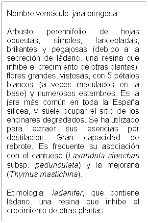 Cuadro de texto: Nombre vern�culo: jara pringosa
Arbusto perennifolio de hojas opuestas, simples, lanceoladas, brillantes y pegajosas (debido a la secreci�n de l�dano, una resina que inhibe el crecimiento de otras plantas); flores grandes, vistosas, con 5 p�talos blancos (a veces maculados en la base) y numerosos estambres. Es la jara m�s com�n en toda la Espa�a sil�cea, y suele ocupar el sitio de los encinares degradados. Se ha utilizado para extraer sus esencias por destilaci�n. Gran capacidad de rebrote. Es frecuente su asociaci�n con el cantueso (Lavandula stoechas subsp. pedunculata) y la mejorana (Thymus mastichina).
Etimolog�a: ladanifer, que contiene l�dano, una resina que inhibe el crecimiento de otras plantas.
