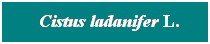 Cuadro de texto: &nbsp; Cistus ladanifer L.
