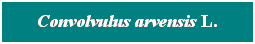 Cuadro de texto: Convolvulus arvensis L.
