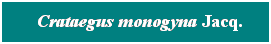 Cuadro de texto: &nbsp; Crataegus monogyna Jacq.
