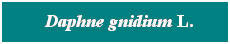 Cuadro de texto: &nbsp; Daphne gnidium L.
