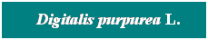 Cuadro de texto: &nbsp; Digitalis purpurea L.

