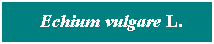 Cuadro de texto: &nbsp; Echium vulgare L.
