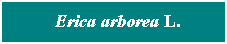 Cuadro de texto: &nbsp; Erica arborea L.
