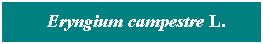 Cuadro de texto: &nbsp; Eryngium campestre L.
