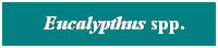 Cuadro de texto: &nbsp; Eucalypthus spp.
