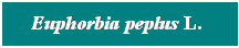 Cuadro de texto: Euphorbia peplus L.&nbsp; 
