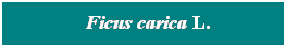 Cuadro de texto: &nbsp; Ficus carica L.
