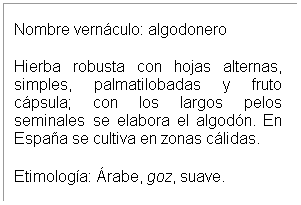 Cuadro de texto: Nombre vern�culo: algodonero
Hierba robusta con hojas alternas, simples, palmatilobadas y fruto c�psula; con los largos pelos seminales se elabora el algod�n. En Espa�a se cultiva en zonas c�lidas. 
Etimolog�a: �rabe, goz, suave.
