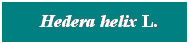 Cuadro de texto: &nbsp; Hedera helix L.
