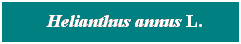Cuadro de texto: &nbsp; Helianthus annus L.
