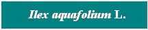Cuadro de texto: &nbsp; Ilex aquafolium L.
