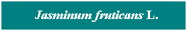 Cuadro de texto: &nbsp; Jasminum fruticans L.
