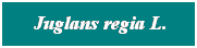 Cuadro de texto: &nbsp;Juglans regia L. 

