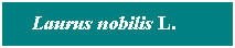Cuadro de texto: Laurus nobilis L.&nbsp; &nbsp; &nbsp; 
