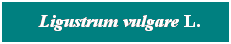 Cuadro de texto: &nbsp; Ligustrum vulgare L.
