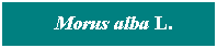 Cuadro de texto: &nbsp; Morus alba L.
