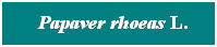 Cuadro de texto: &nbsp; Papaver rhoeas L.
