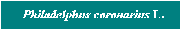 Cuadro de texto: &nbsp; Philadelphus coronarius L.
