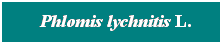 Cuadro de texto: &nbsp; Phlomis lychnitis L.
