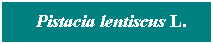 Cuadro de texto: &nbsp; Pistacia lentiscus L.
