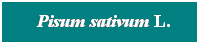 Cuadro de texto: &nbsp; Pisum sativum L.
