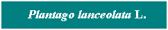 Cuadro de texto: &nbsp; Plantago lanceolata L.
