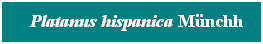 Cuadro de texto: &nbsp; Platanus hispanica M�nchh
