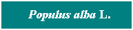 Cuadro de texto: &nbsp; Populus alba L.
