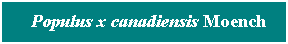 Cuadro de texto: &nbsp; Populus x canadiensis Moench
