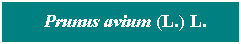 Cuadro de texto: &nbsp; Prunus avium (L.) L.
