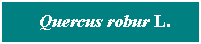 Cuadro de texto: &nbsp; Quercus robur L.
