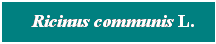Cuadro de texto: &nbsp; Ricinus communis L.
