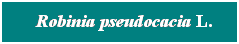 Cuadro de texto: &nbsp; Robinia pseudocacia L.

